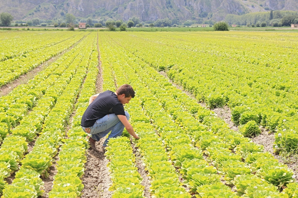 Agricoltura sempre pi bio in Toscana crescono le superfici e gli