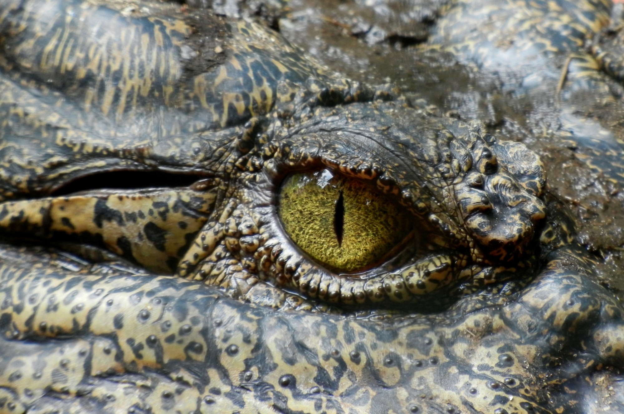 L'antenato del coccodrillo viveva nel Sahara: la scoperta dell'Unifi -  intoscana
