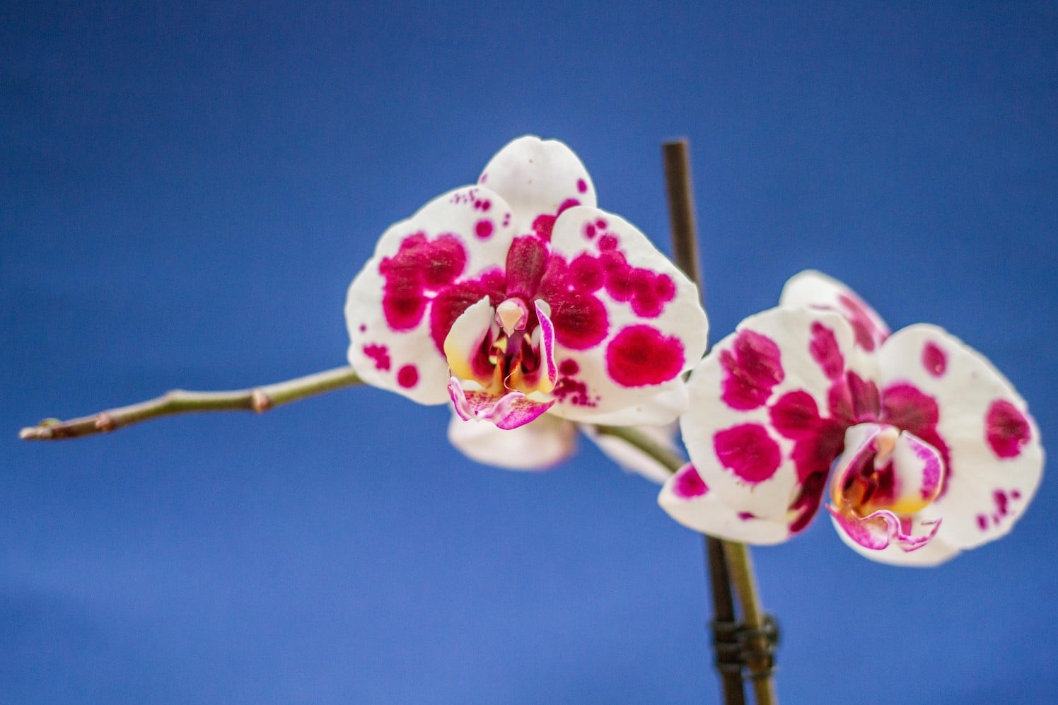 Ultima creazione , una rara orchidea - I Manufatti di Eli